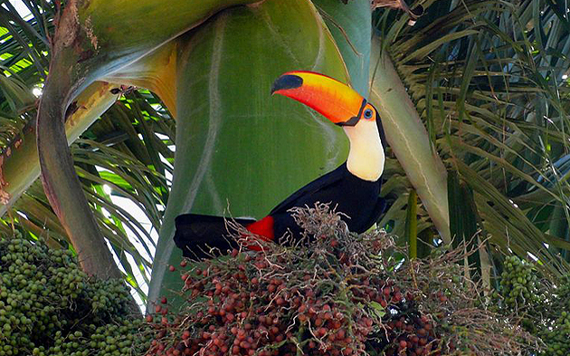 Risultati immagini per uccelli dell'amazzonia