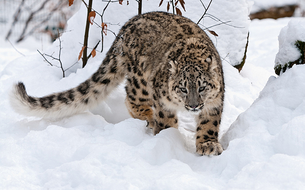 Snow Leopard: in 2070 it will no longer have a habitat